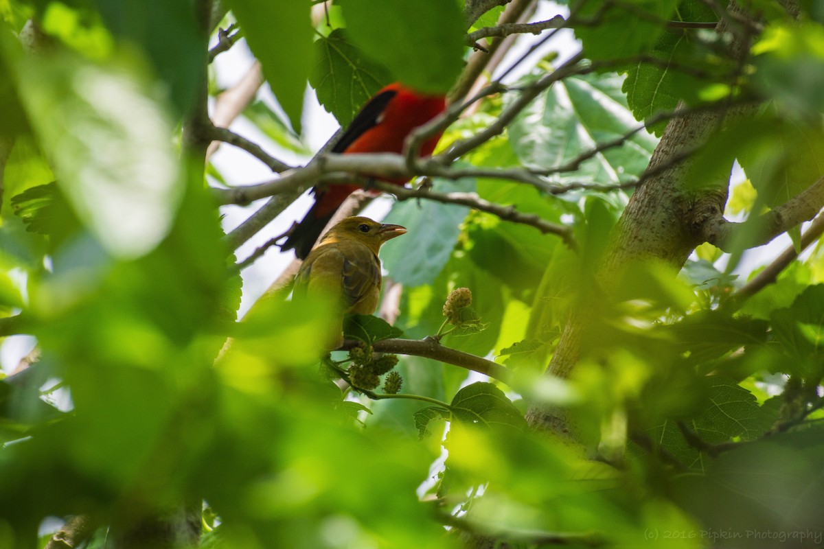 Scarlet Tanager - ML26925841