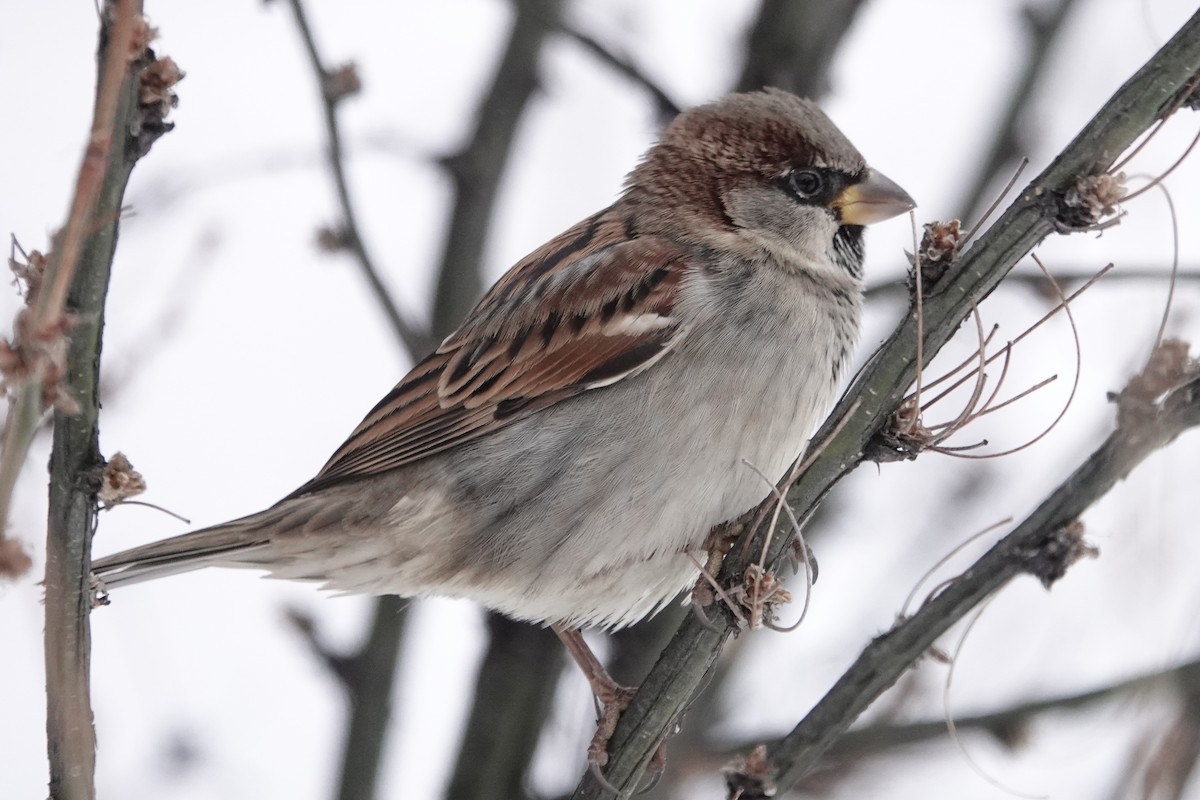 House Sparrow - ML269258571