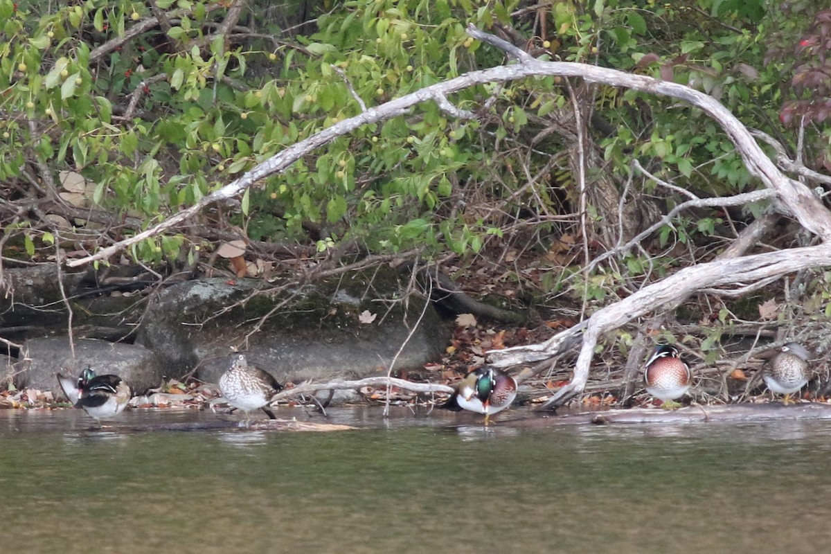 Wood Duck - ML269259261