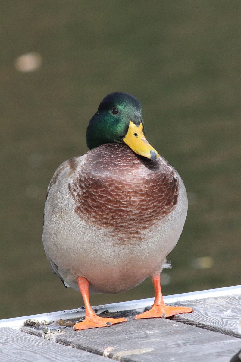 Mallard - Margaret Viens