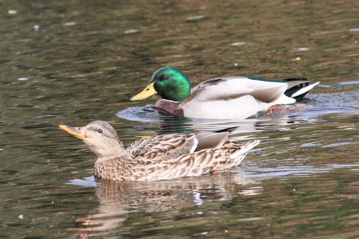 Mallard - Margaret Viens