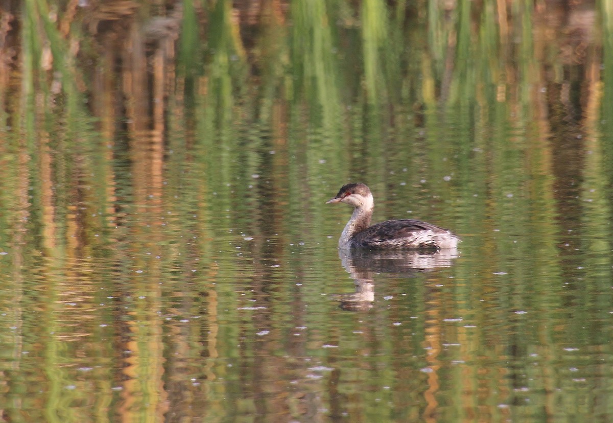 Horned Grebe - Jared Peck