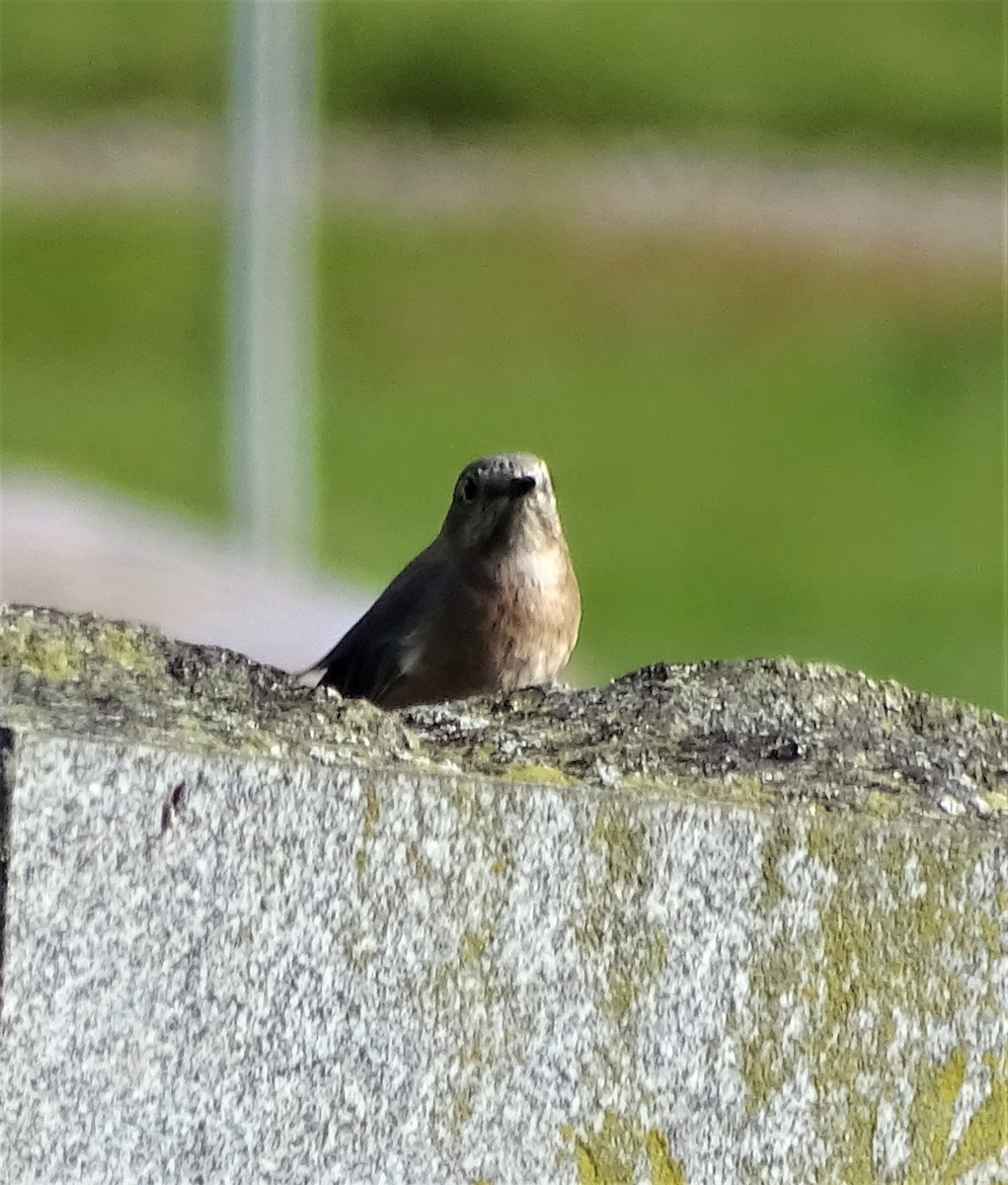 Eastern Bluebird - ML269261061