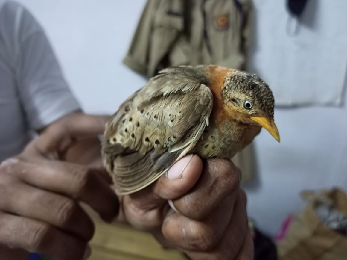 Yellow-legged Buttonquail - ML269262611