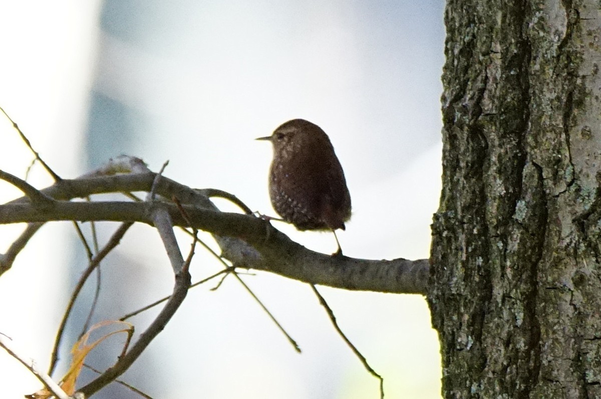 Winter Wren - ML269262981