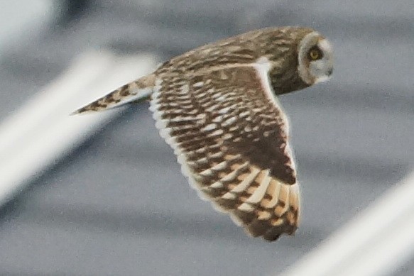 Short-eared Owl - Heiko Heerklotz