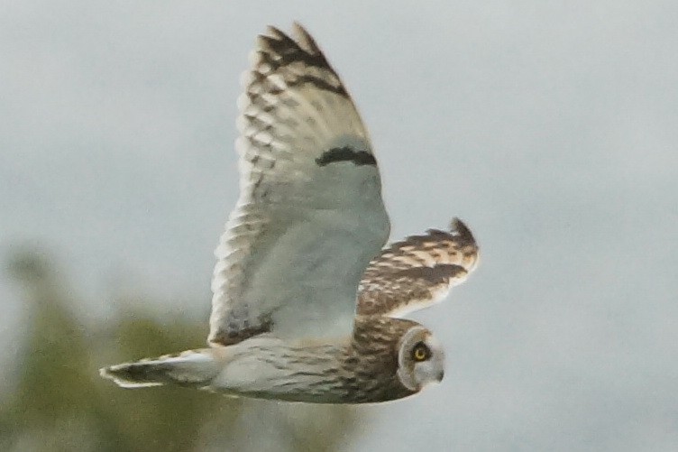 Short-eared Owl - Heiko Heerklotz