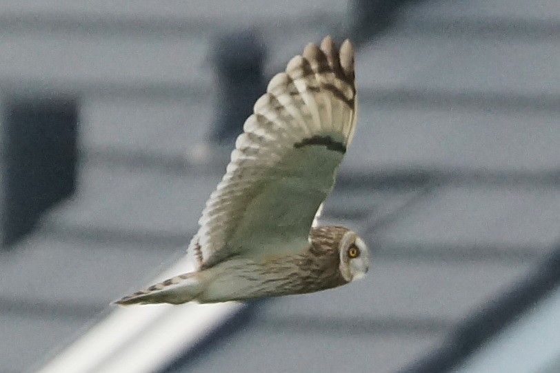 Short-eared Owl - Heiko Heerklotz