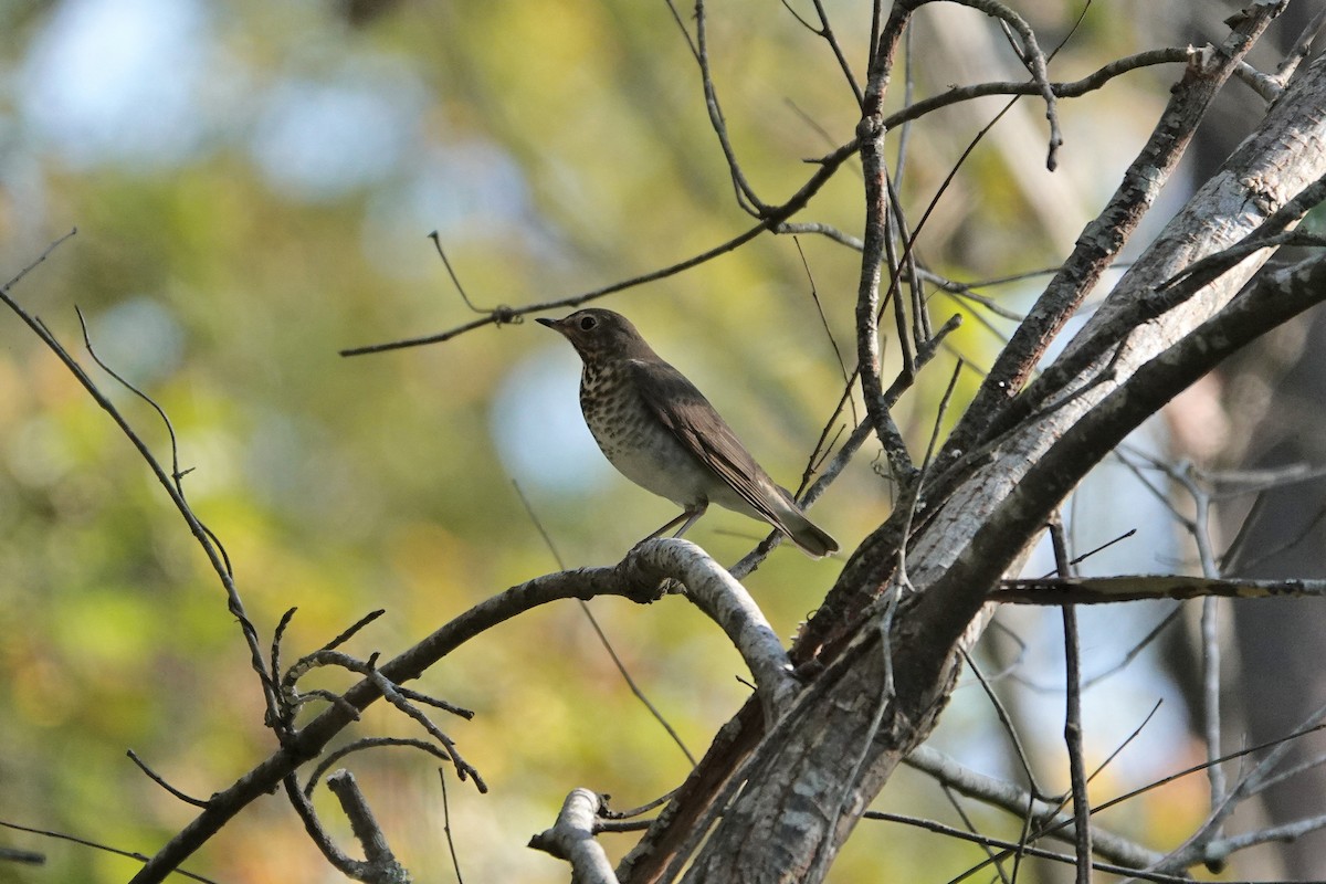 Swainson's Thrush - ML269265121