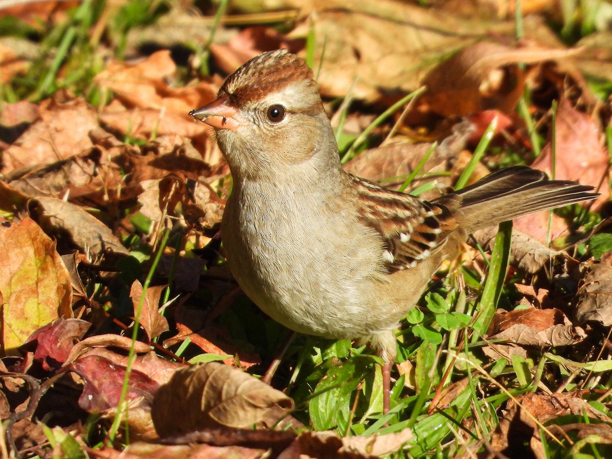 Bruant à couronne blanche - ML269265181