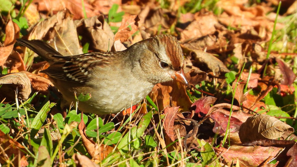 White-crowned Sparrow - ML269265211