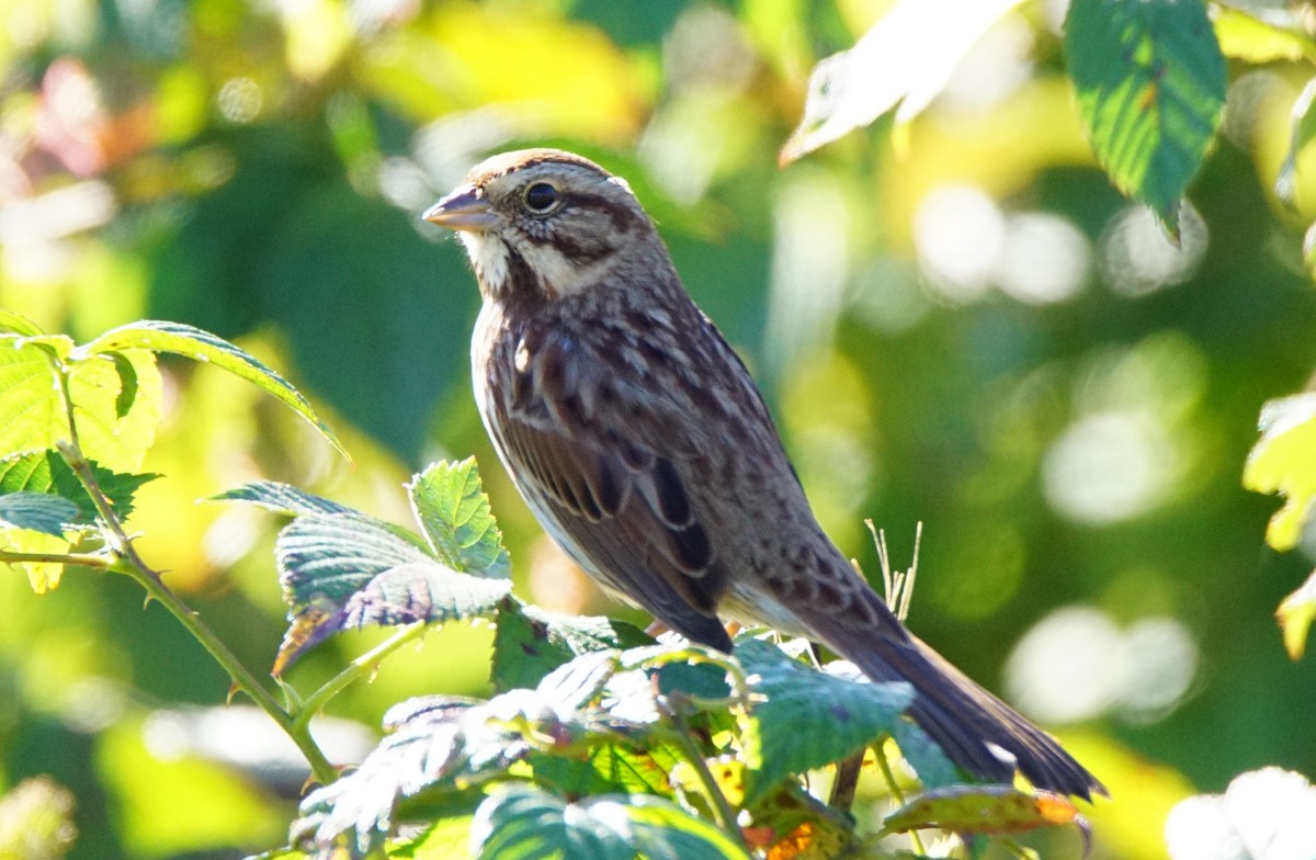 Song Sparrow - ML269265641