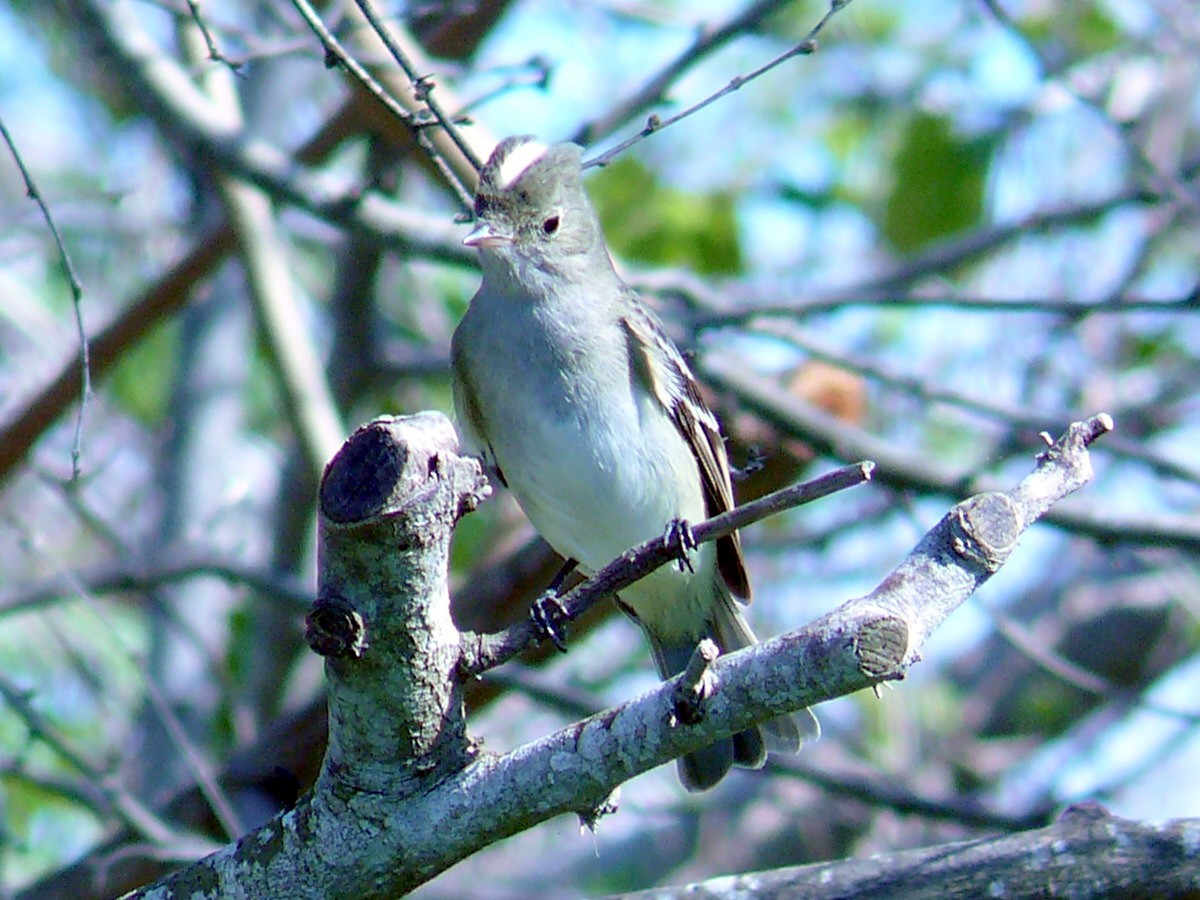 White-crested Elaenia - ML269266241