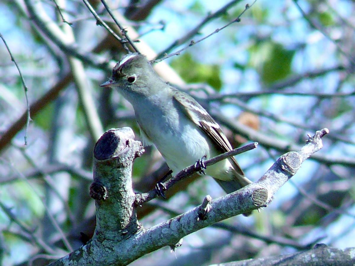 White-crested Elaenia - ML269266301