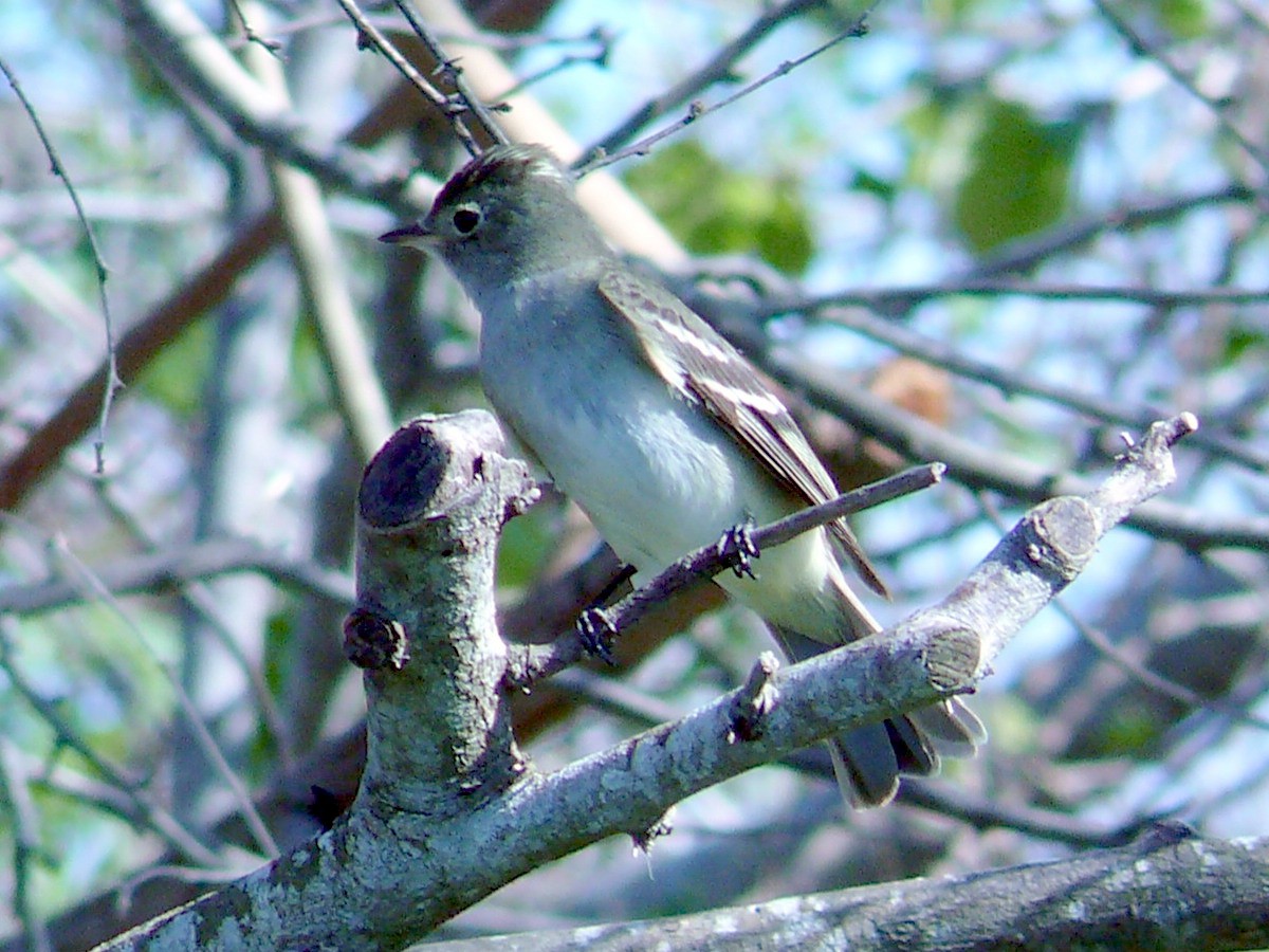 White-crested Elaenia - ML269266341