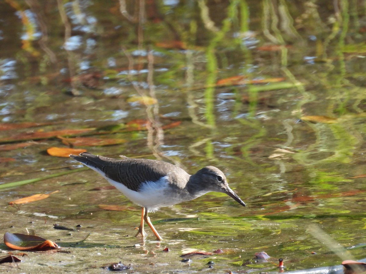 Spotted Sandpiper - ML269267981