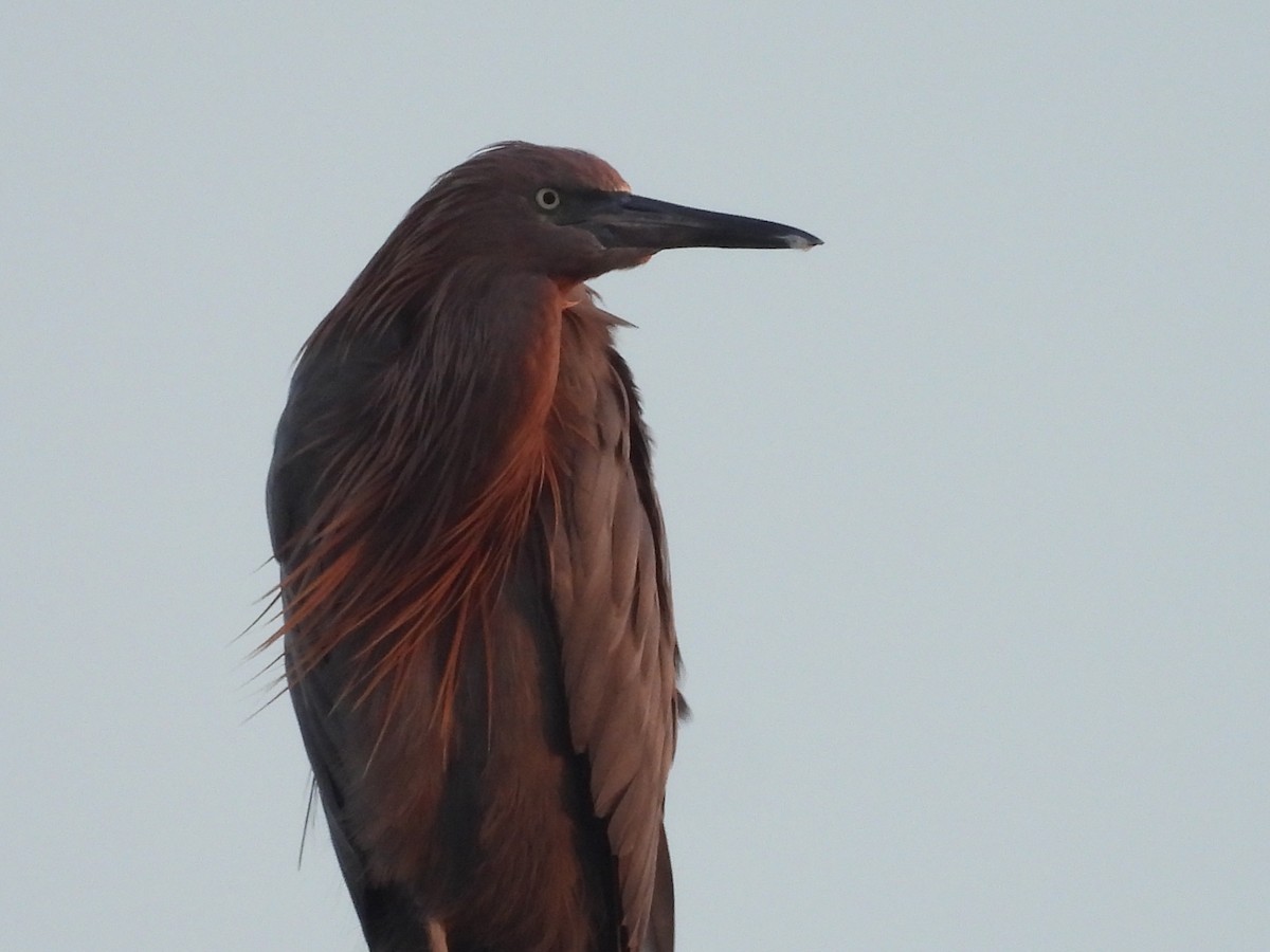 Reddish Egret - ML269268361