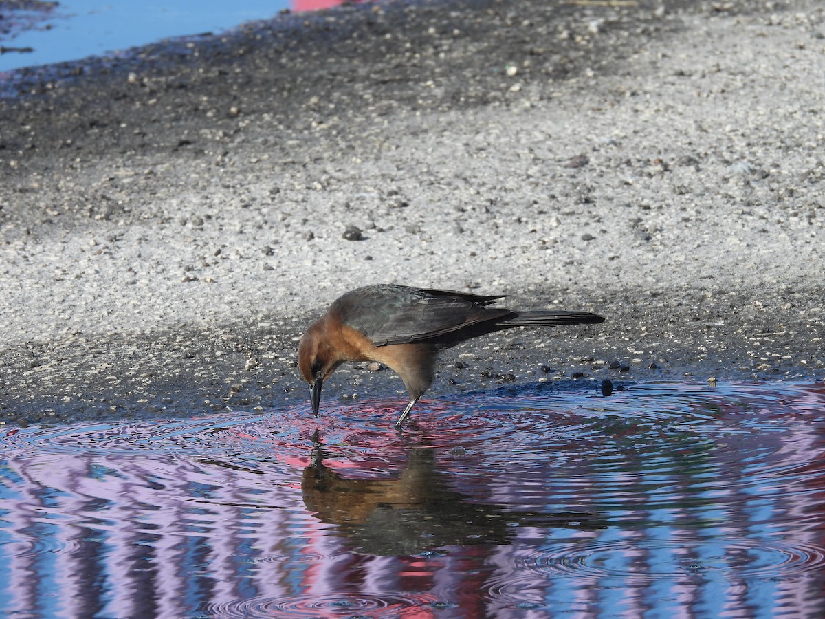 Boat-tailed Grackle - ML269268621