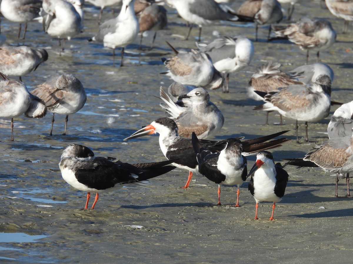 Black Skimmer - John  Paalvast