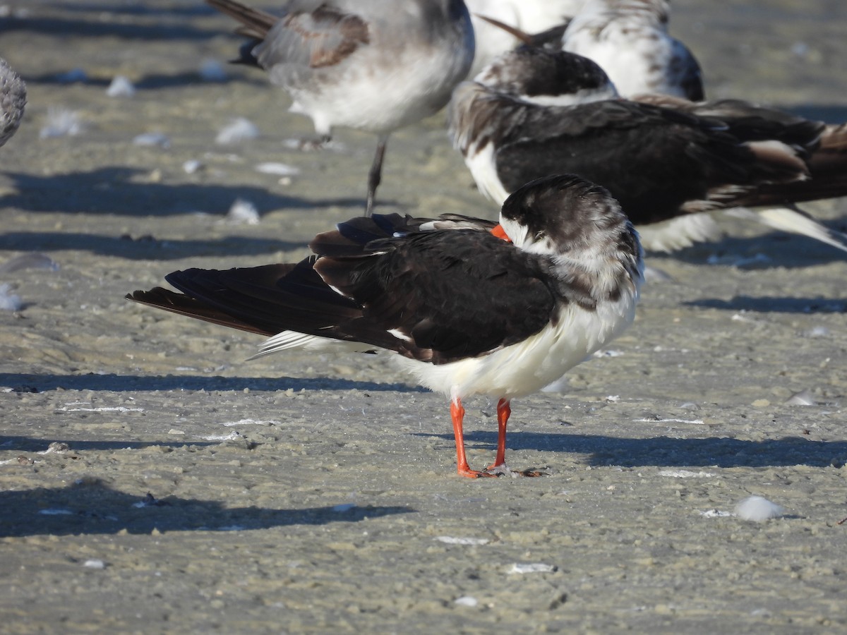 Black Skimmer - ML269269451