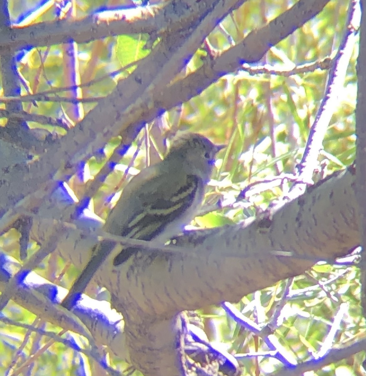 Dusky Flycatcher - ML269269771