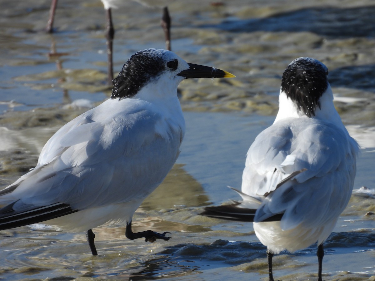 Sandwich Tern - ML269270571