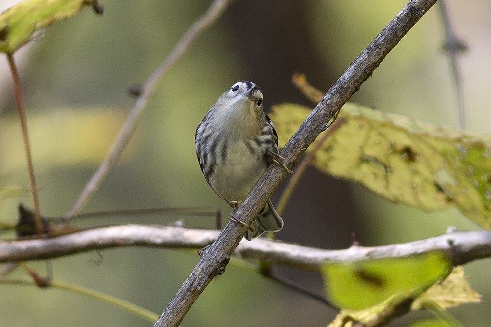 Black-and-white Warbler - ML269272891