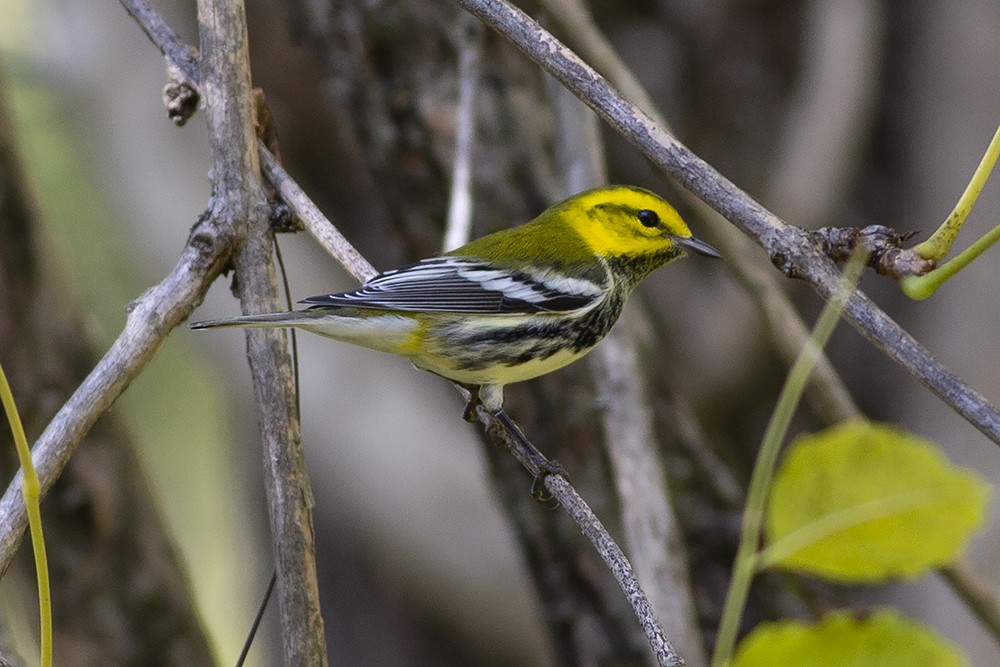 Black-throated Green Warbler - ML269272991