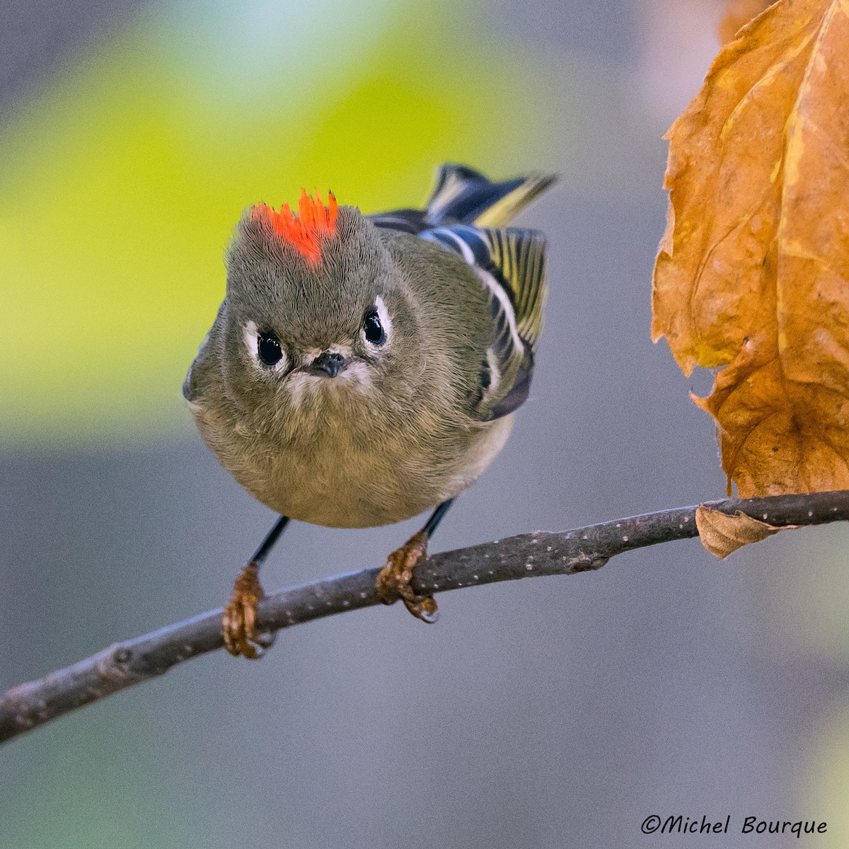 Ruby-crowned Kinglet - Michel Bourque