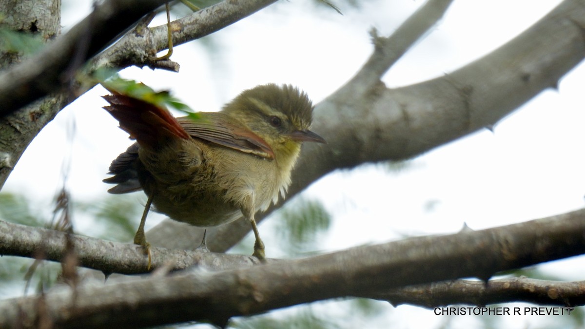 Olive Spinetail - ML26927501