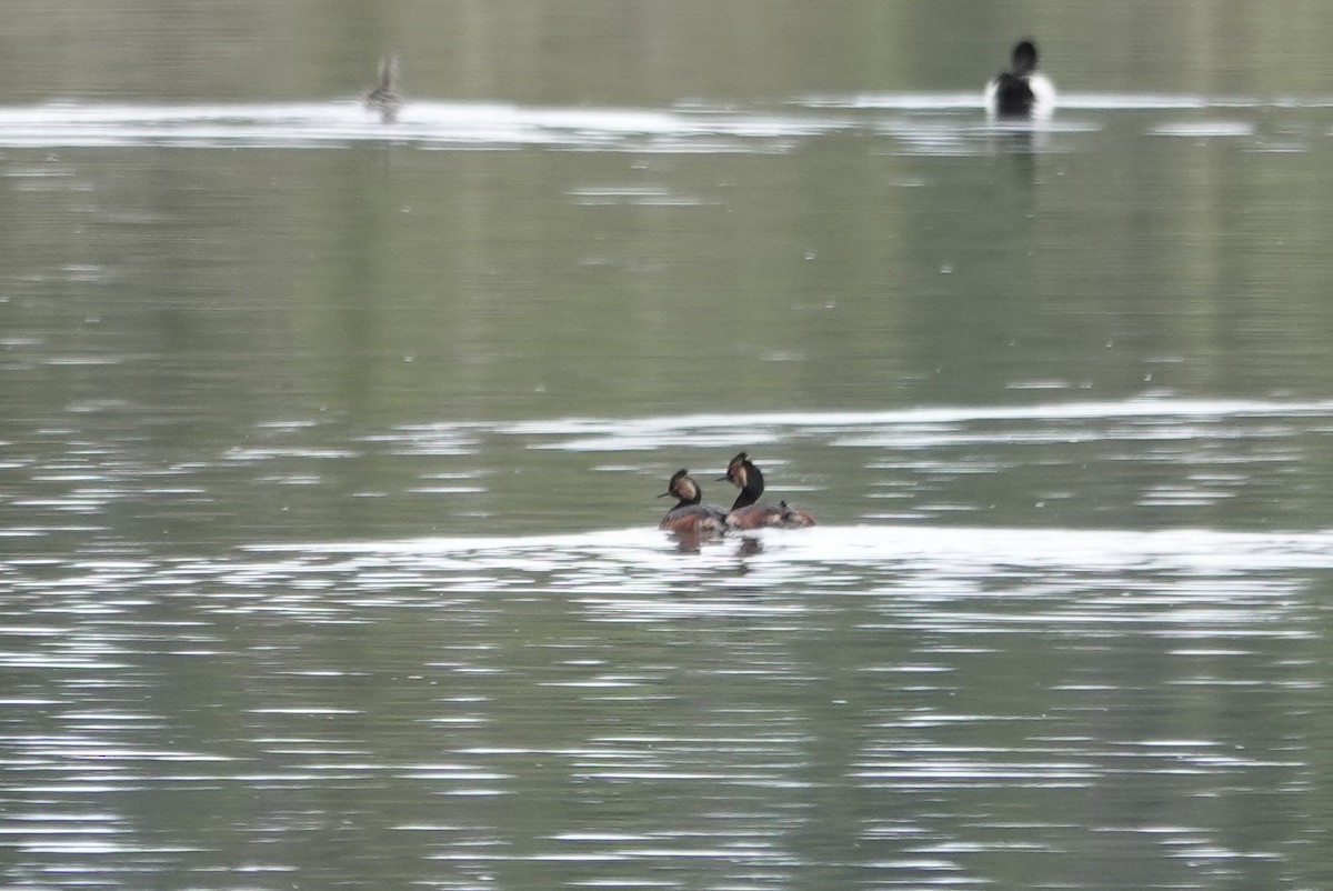 Eared Grebe - ML269275041