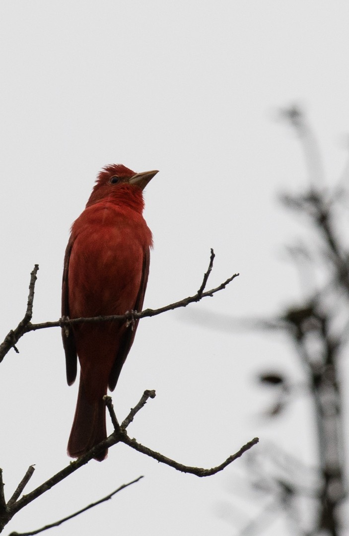 Summer Tanager - ML26927991