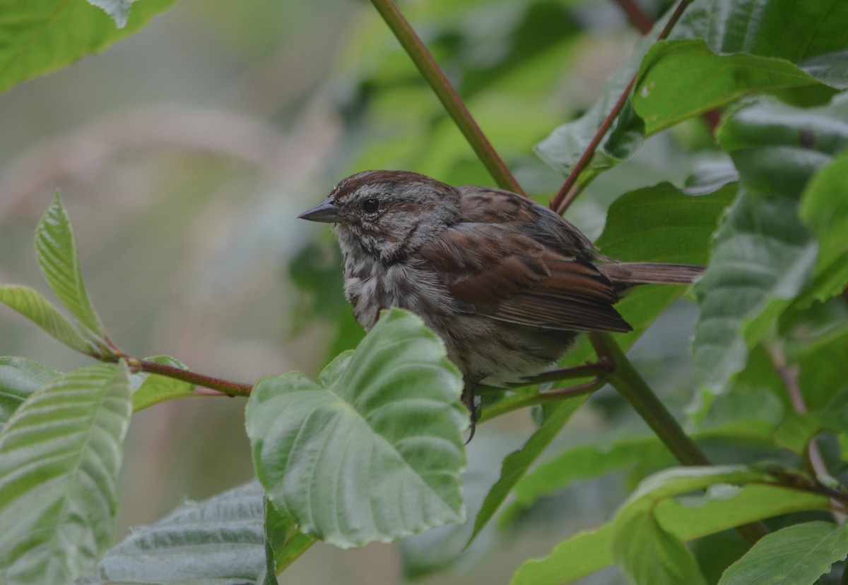 Song Sparrow - ML269281771