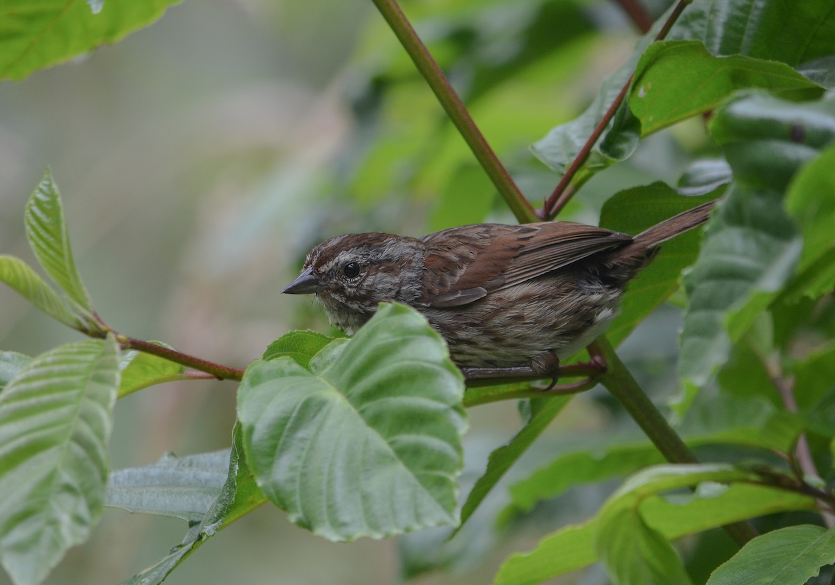 Song Sparrow - ML269281831