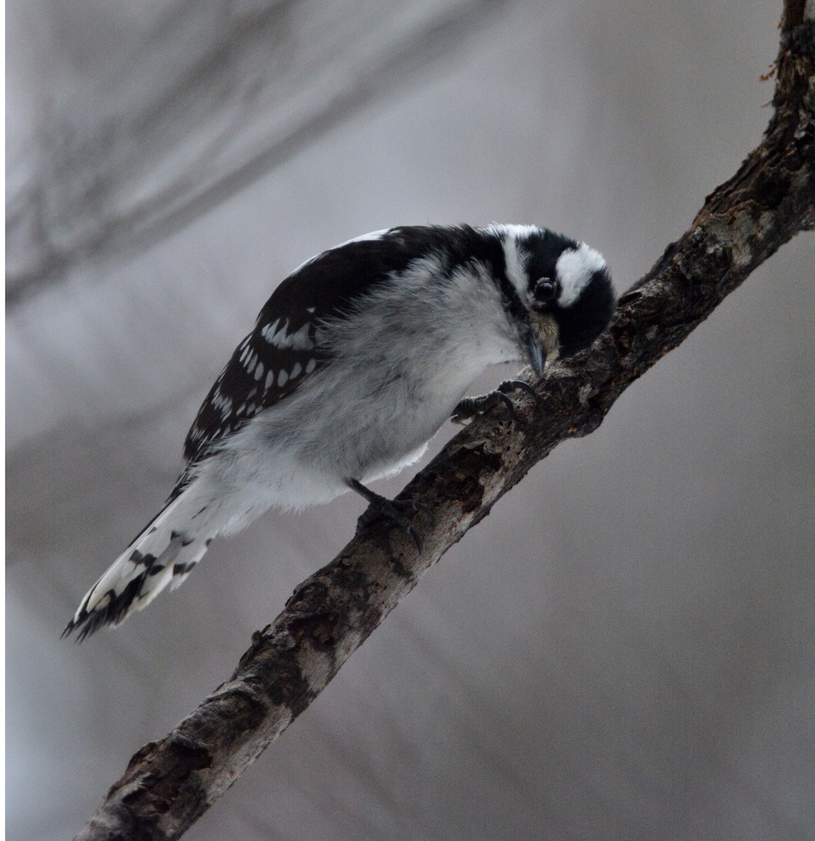 Downy Woodpecker - François Hamel