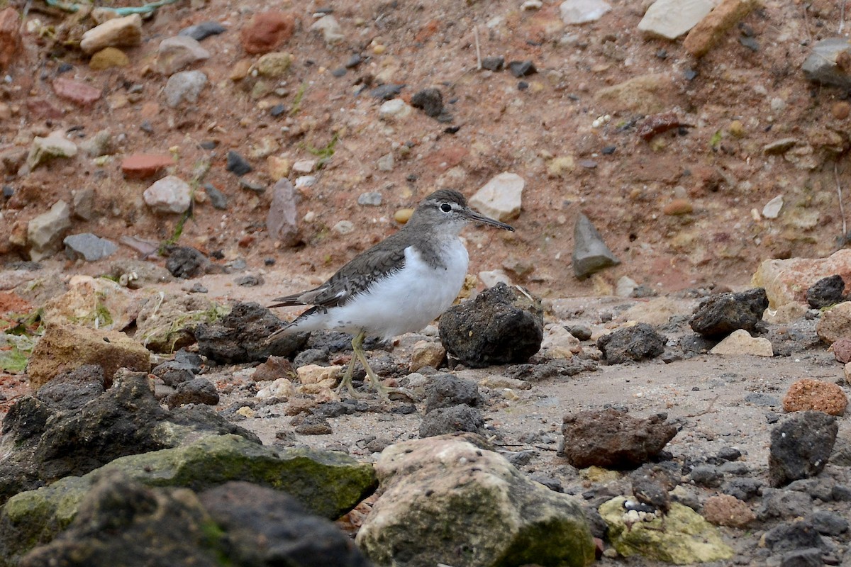 Spotted Sandpiper - ML269285061