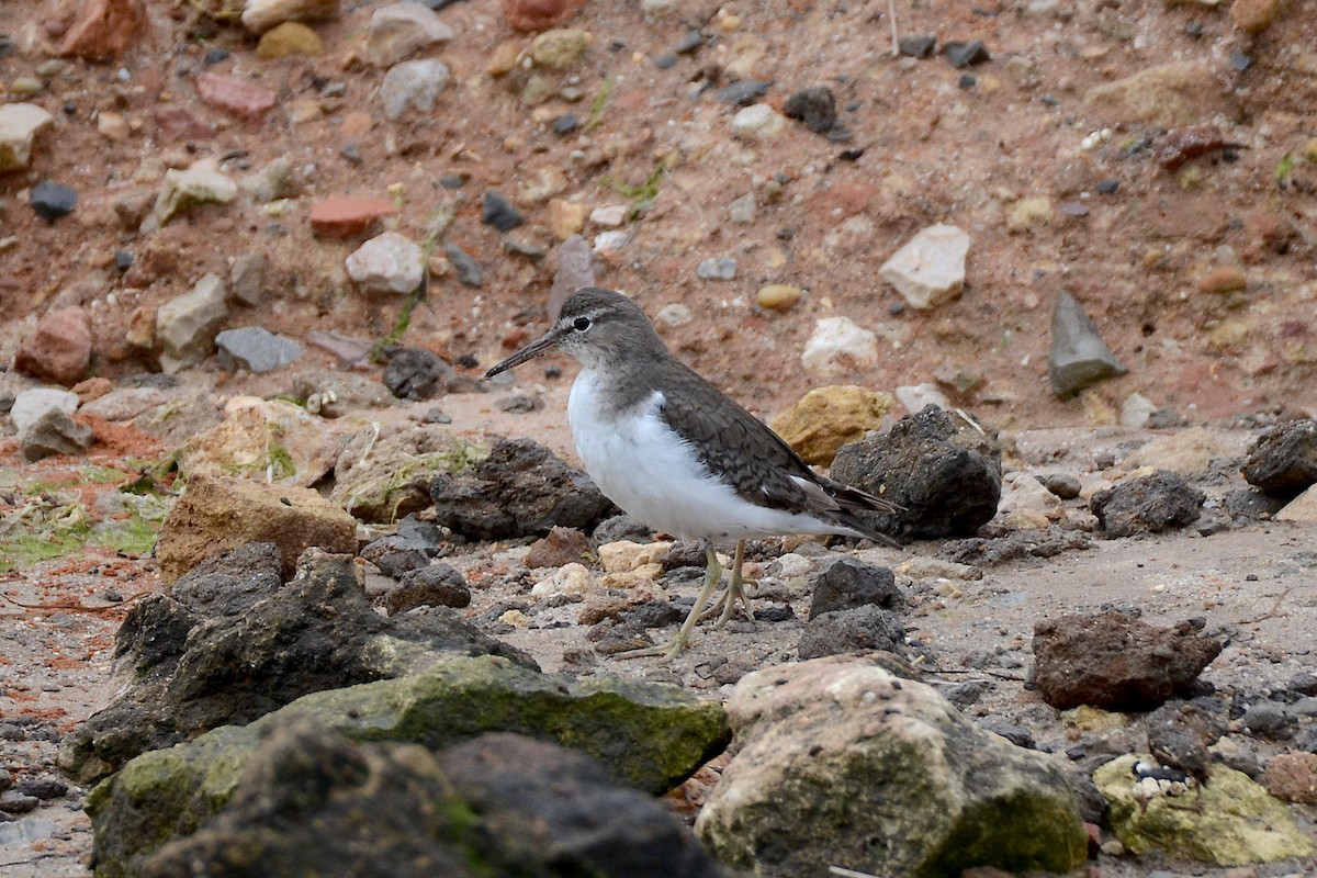 Spotted Sandpiper - ML269285091