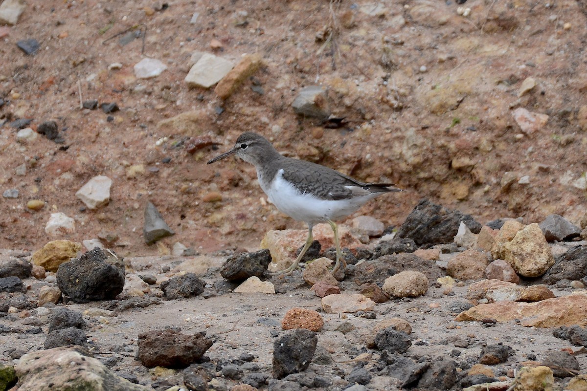 Spotted Sandpiper - ML269285101