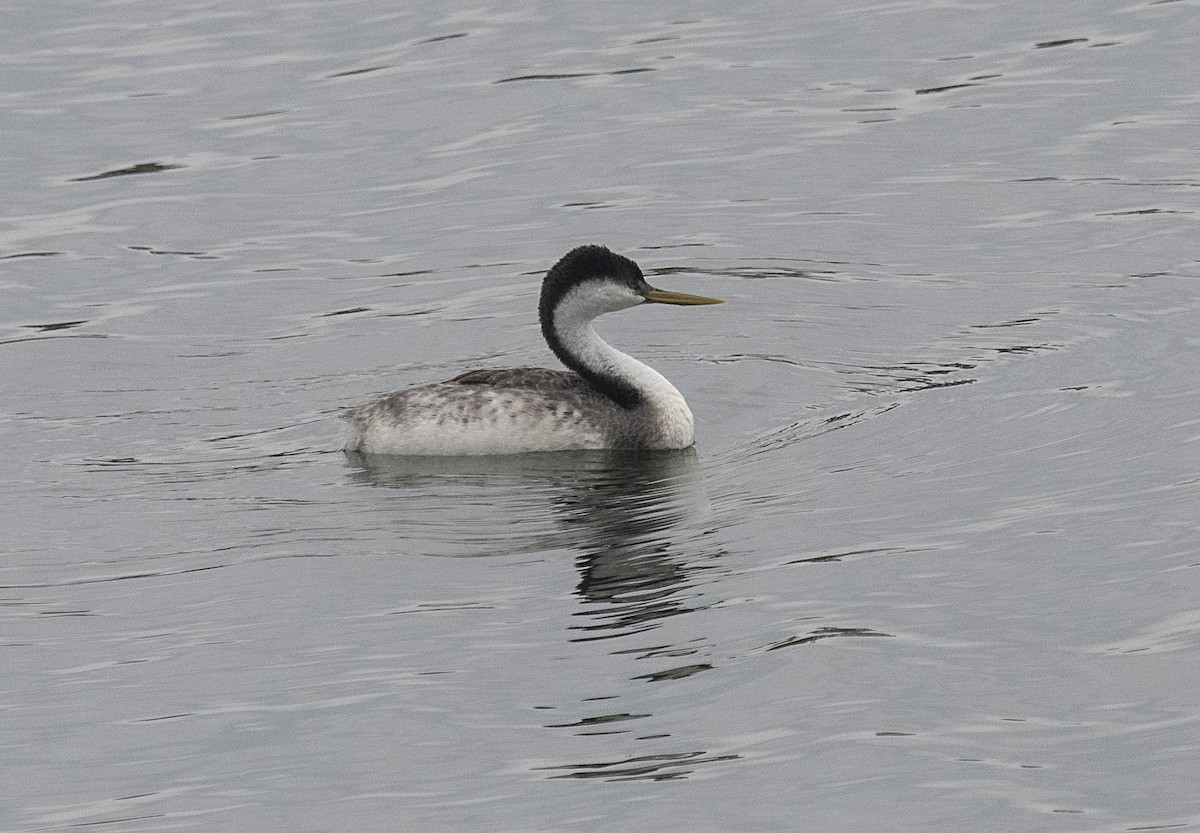 Western Grebe - ML269288461