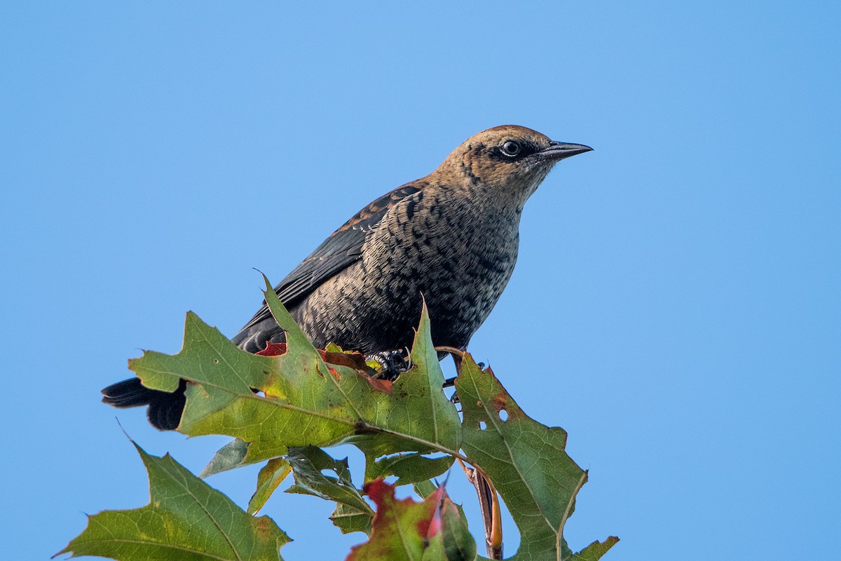 Rusty Blackbird - Sue Barth
