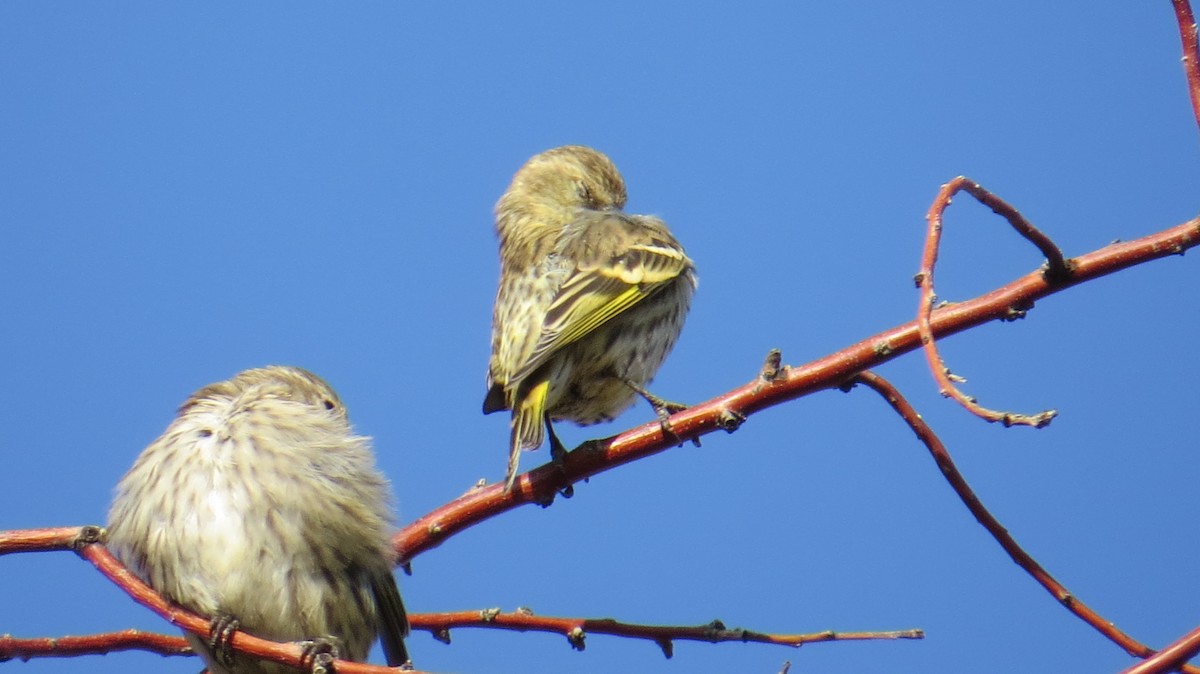 Pine Siskin - ML269291951