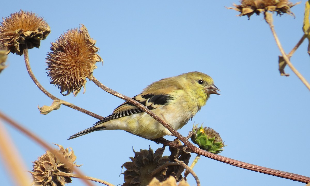 American Goldfinch - ML269292311