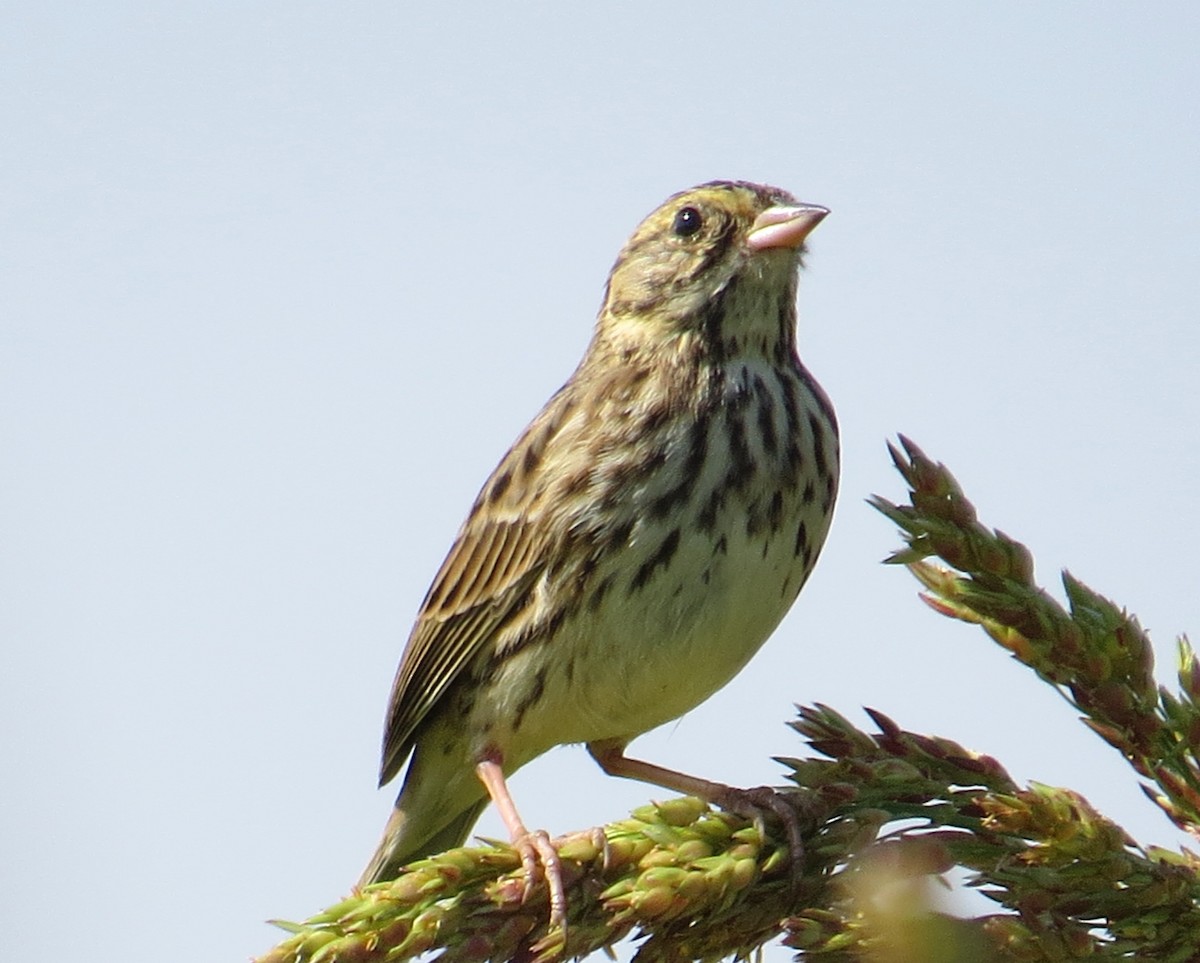 Savannah Sparrow - ML269292931