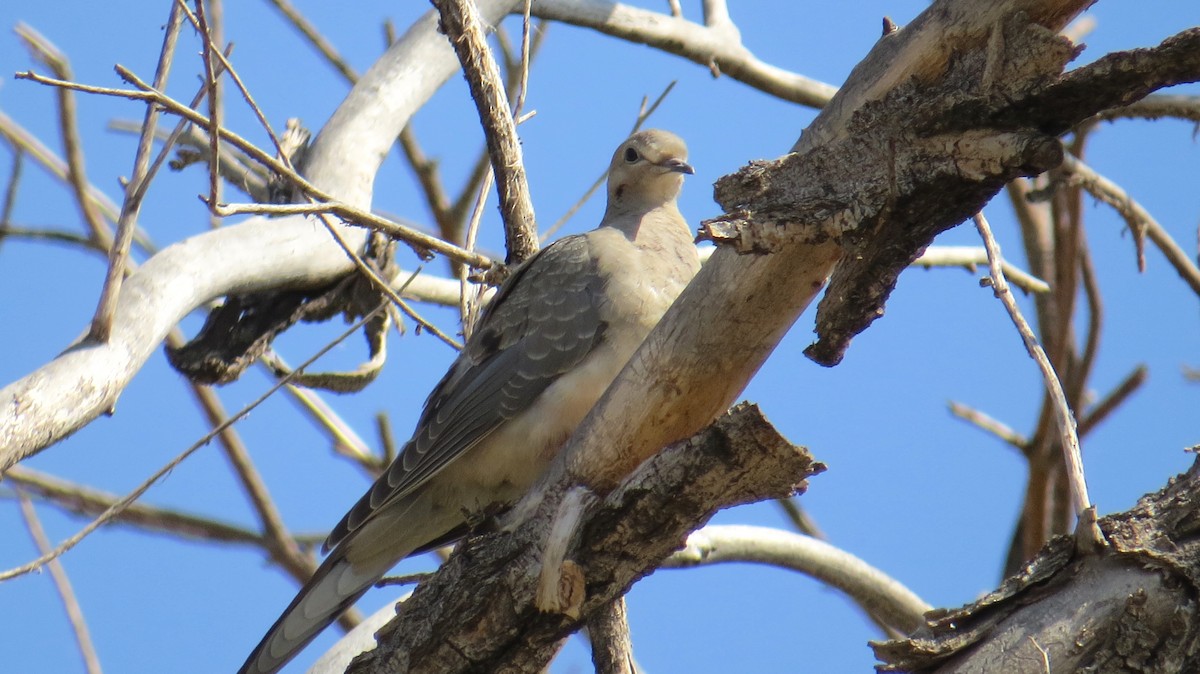 Mourning Dove - ML269292971