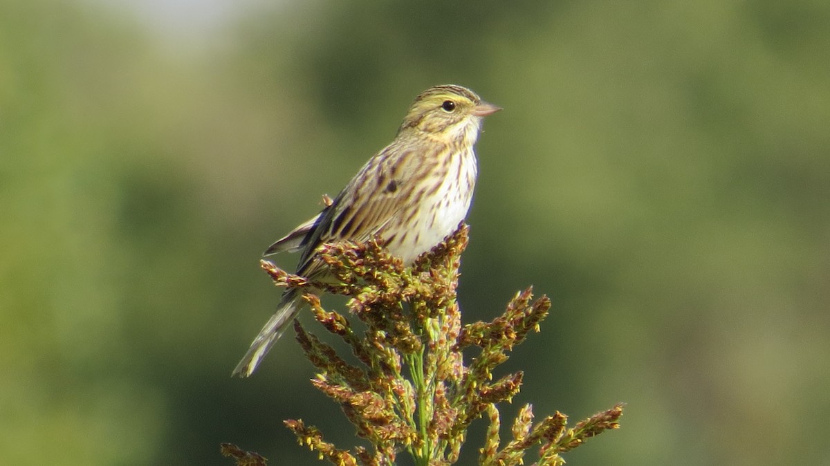 Savannah Sparrow - ML269293201