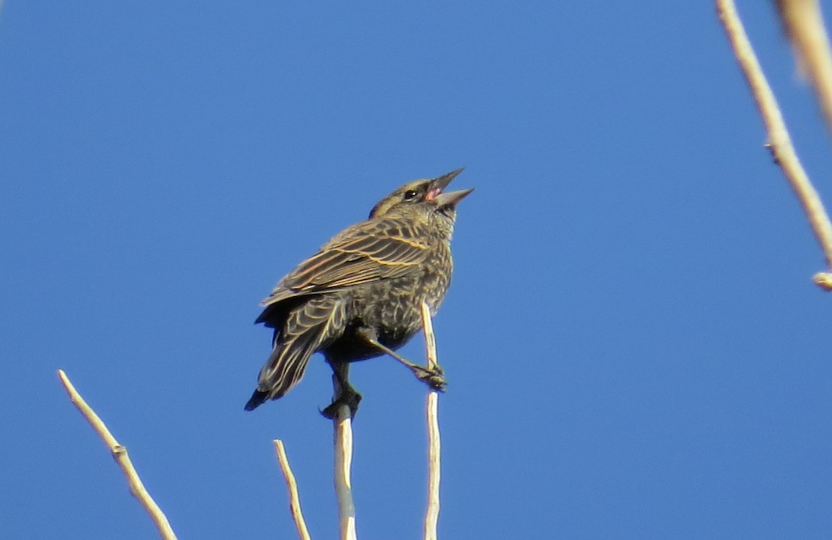 Red-winged Blackbird - ML269293911