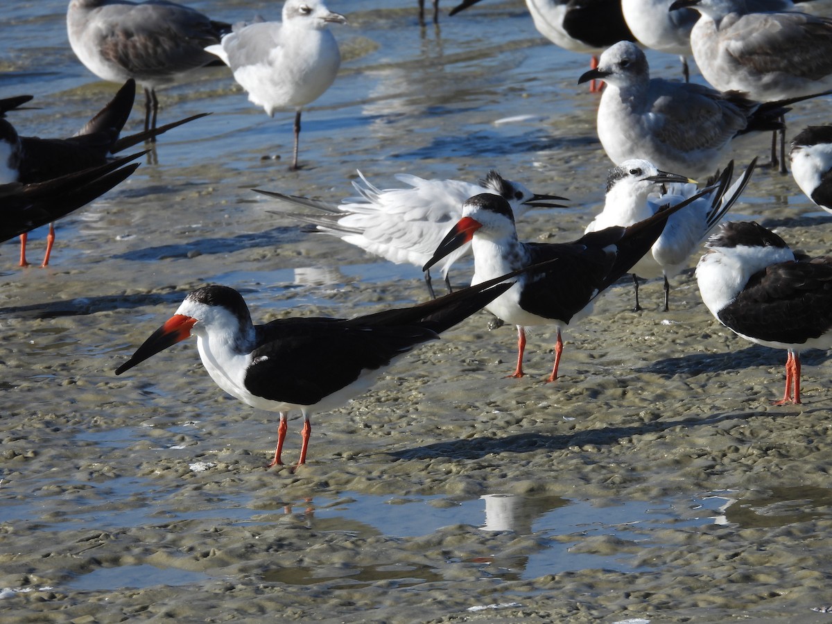 Black Skimmer - ML269294251