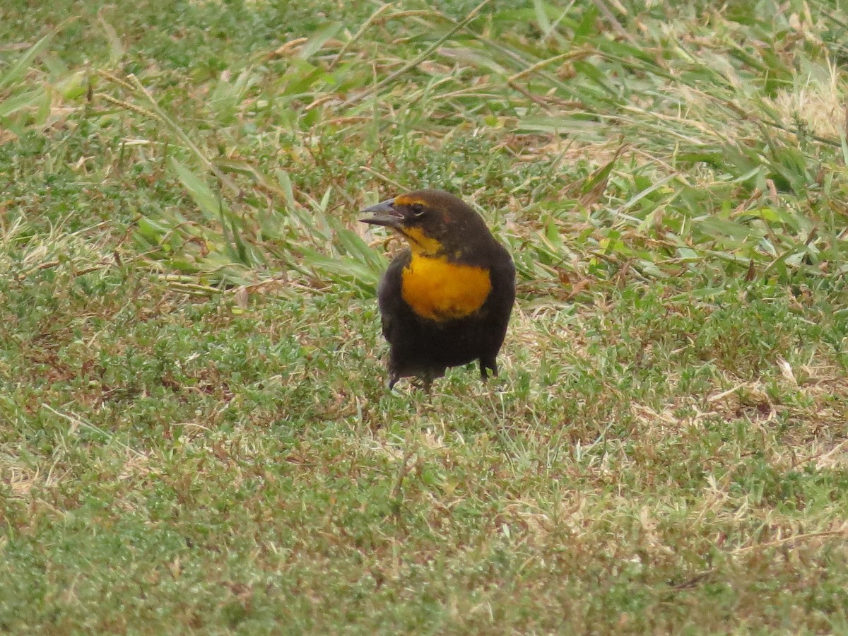 Yellow-headed Blackbird - Barbara Carlson