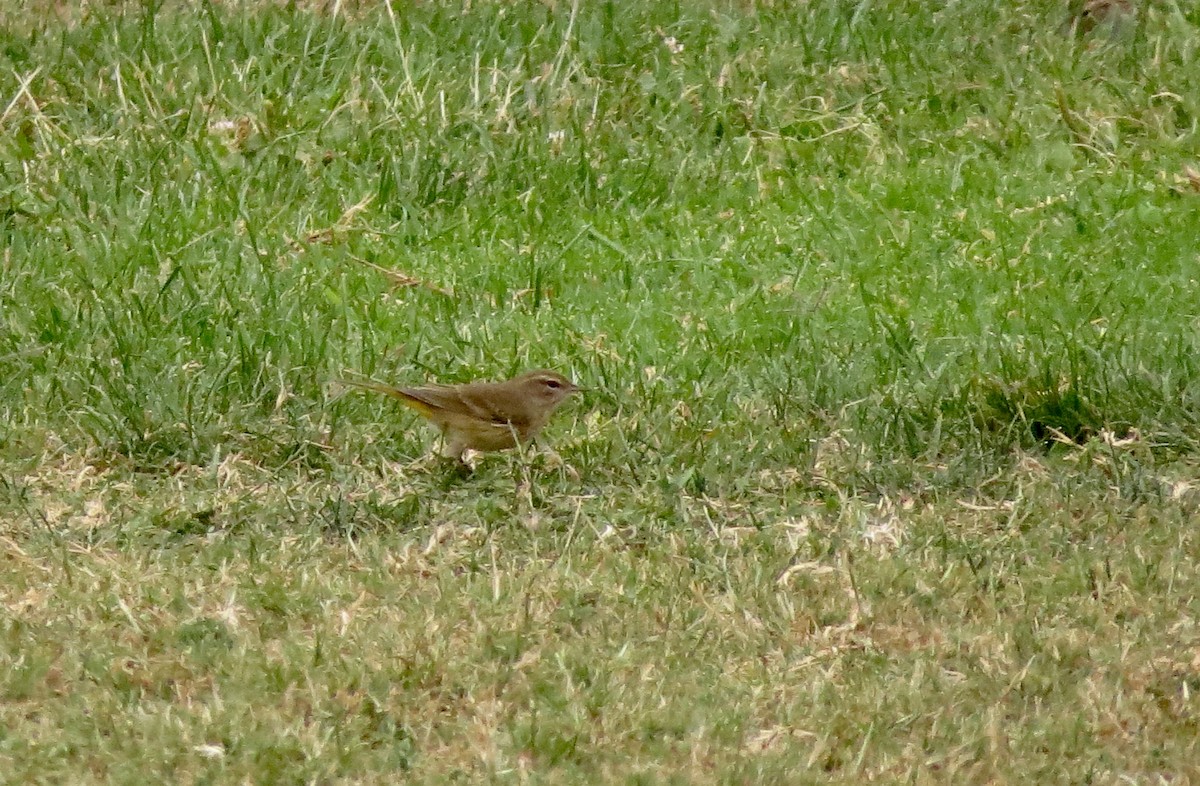 Palm Warbler - ML269294631