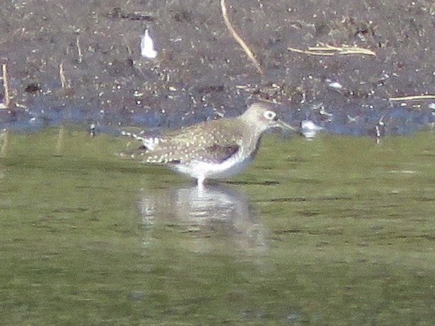 Solitary Sandpiper - ML269295881